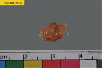 藏品(短指和尚蟹)的圖片